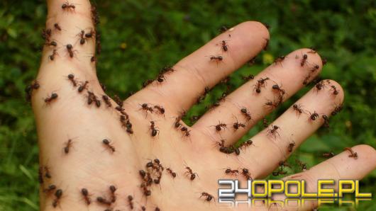 Mrówki mogą rozpoznać nowotwór u człowieka?