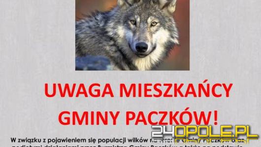 W Paczkowie wilki będą PŁOSZONE materiałami hukowymi