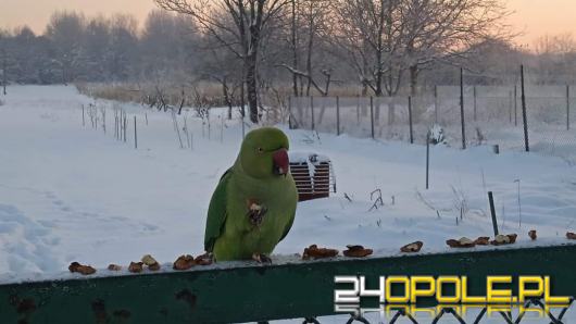 "Jedyna papuga, która żyje w Polsce i dostosowała się do zimowych warunków"