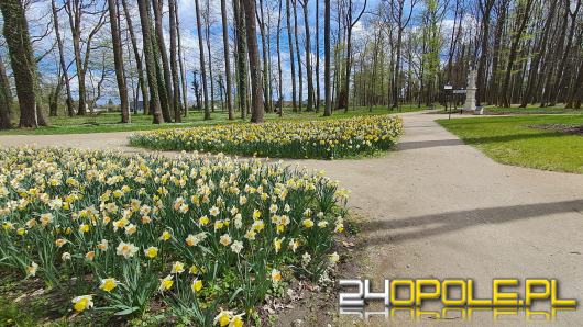 Zabytkowy park w Pokoju zaprasza na spacery