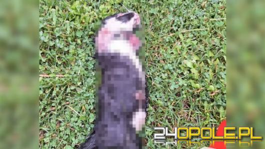 Policja szuka sprawcy uśmiercenia kota w Gminie Baborów. Zwierzę było trudne do zidentyfikowania