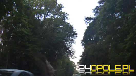 Zderzenie z sarną. Kierowca stracił przytomność - nikt się nie zatrzymał (WIDEO)