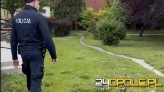 Kacza rodzinka bezpiecznie eskortowana przez namysłowską policję