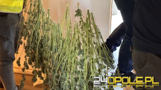 Sprzęt, namioty, suszarnia - 37-latek z Wrocławia odpowie za uprawę marihuany