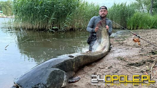 Wędkarska wyprawa marzeń - trzy gigantyczne sumy złowione w Odrze na początku sezonu