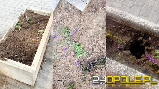 Zieleń w Opolu dewastowana. Miejski Zarząd Dróg apeluje o szacunek dla wspólnej przestrzeni