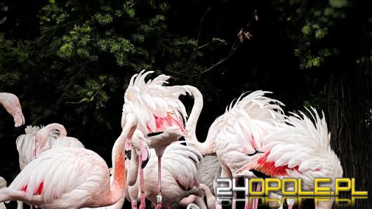 Flamingi w opolskim zoo doczekały się rekordowego przychówku