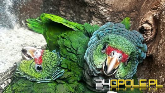 Rosną młode amazonki pąsowe w opolskim zoo. To rzadkość na skalę europejską