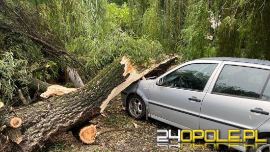 W Kędzierzynie-Koźlu powalony konar uszkodził auta. Interweniowali strażacy z JRG-2