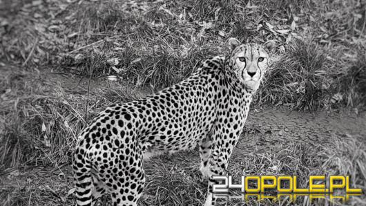 Pożegnanie Kiry - wyjątkowej gepardzicy z opolskiego zoo