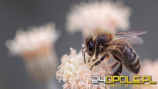 Wielki Dzień Pszczół - znaczenie, biologia i niezwykłe fakty o życiu pszczół