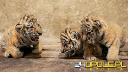Wielkie święto w Opolskim ZOO. Trzy małe królowe tajgi przyszły na świat