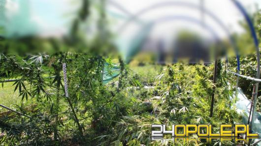 Został zatrzymany, gdy chodził po ogrodzie z narkotykami