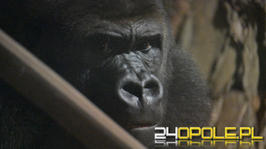 Nocne zwiedzanie zoo przyciągnęło tłumy opolan (Wideo)
