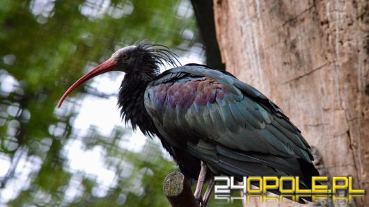 Wszędzie dobrze, ale w domu najlepiej. Ibis grzywiasty powrócił do Zoo