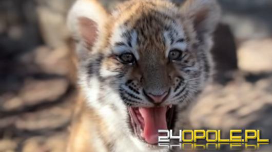 Trudne tygodnie w opolskim zoo. Dwie tygrysice wyzdrowiały, trzecia nie przetrwała
