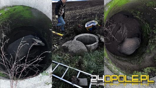 Poranny spacer zakończony akcją ratunkową. Borsuk uratowany dzięki czujności psa