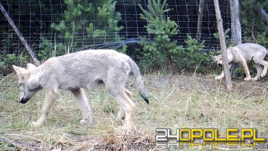 Dziś na nowo musimy się uczyć żyć z wilkami "za płotem" - rozmowa z Jackiem Boczarem