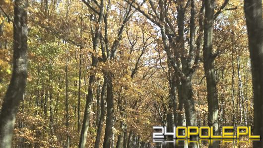 Jaki będzie początek listopada? Wszystkich Świętych w Opolu z jesiennym słońcem zamiast mrozu