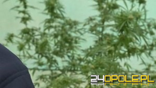 Nielegalna uprawa konopii w Kietrzu namierzona i zlikwidowana