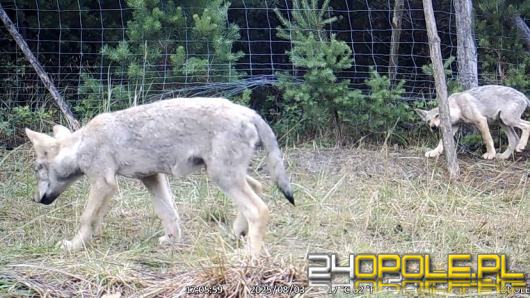 Wilcza rodzina w lasach pod Opolem. Poznaj parę ciekawych faktów