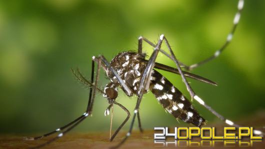 WHO alarmuje: rzadka epidemia gorączki w Afryce. Zmarło już ponad 40 osób