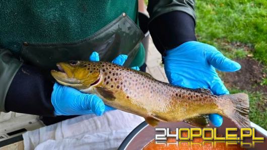 Woda budzi życie - pstrągi potokowe zaczęły tarło w Poliwodzie