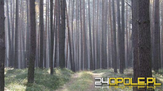 Uwaga na prace w lasach. Leśnicy czasowo zamykają odcinki dróg