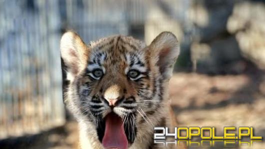 Młode tygrysice amurskie od dzisiaj na wybiegu w opolskim zoo