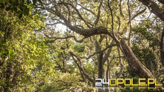 Duży zabieg zieleni na Bolko: prace przy 87 drzewach i likwidacja 17 zagrożeń