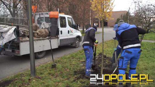 Ponad tysiąc nowych roślin dla Opola. Ruszyły jesienne nasadzenia na terenach miasta