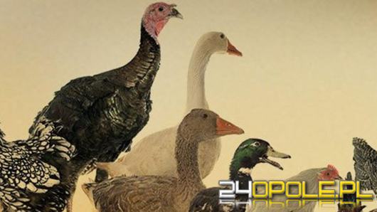 Pierwsze w 2025 r. ognisko HPAI w województwie