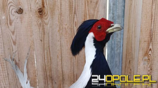 Tajemniczy Kiściec srebrzysty znaleziony w Opolu. Ośrodek "Avi" szuka właściciela