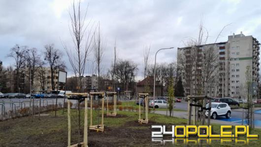 Nowe nasadzenia w Opolu. Sześć firm zgłosiło się do przetargu MZD