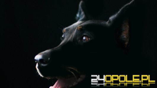 W chłodniejsze dni zadbajmy również o zwierzęta