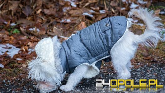 Ekspertka weterynarii ostrzega przed modą na ubranka dla psów
