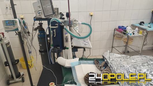 Nowy sprzęt diagnostyczny w Zoo Opole. Dział weterynarii zyskał aparat RTG