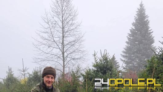 Wytnij, zabierz do domu. Choinkobranie 2025 trwa w Leśnictwie Dąbrowa