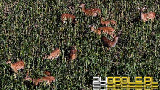 Jelenie sika z Opolszczyzny wyeliminowane. PZŁ wyjaśnia, dlaczego nie było innej opcji