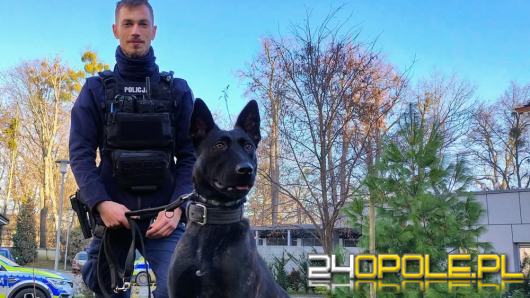 Posterunkowa Lara zakończyła szkolenie. Nowy pies patrolowo-tropiący w opolskiej Policji