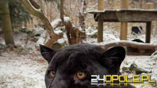 Zoo Opole apeluje przed sylwestrem. "Dla zwierząt to noc strachu i zagrożenia"