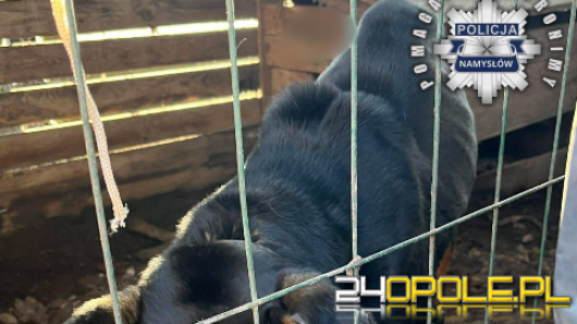 Skrajnie zaniedbany pies odebrany właścicielowi