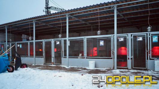 Schroniska dla zwierząt pod stałym nadzorem. Zimą kontrole zostały wzmocnione