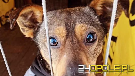 Skrajne zaniedbanie psów w powiecie kluczborskim. Sprawą zajmuje się prokuratura