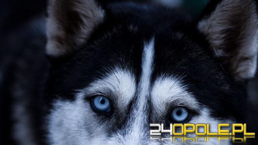 Obowiązkowe czipowanie psów i centralny rejestr. Rząd pracuje nad nowymi przepisami