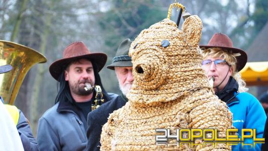 Wodzenie Bera w Muzeum Wsi Opolskiej. Tradycyjny mięsopust przyciągnął uczestników