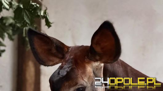 Nowa mieszkanka opolskiego zoo. To efekt wieloletnich starań