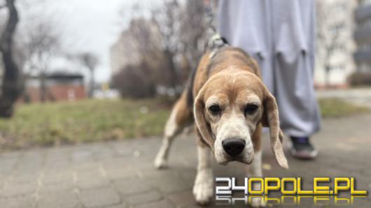 Nieletnia miała szarpać i rzucać psem. Daisy odebrana po interwencji w Opolu
