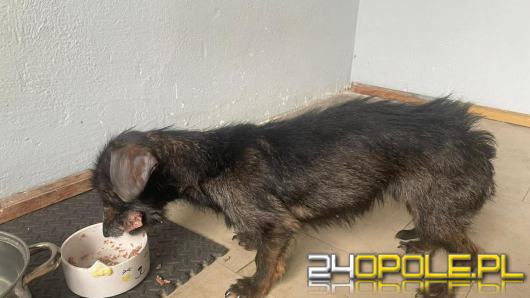 Siedem psów w stanie skrajnego wyniszczenia. Trwa walka o ich życie