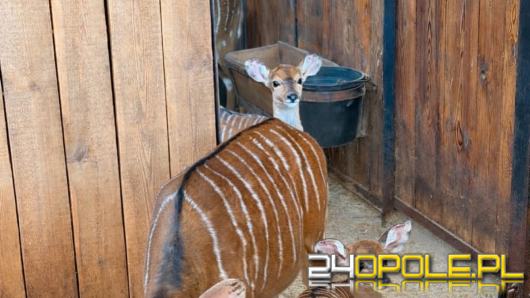 Narodziny w opolskim zoo. Trwa konkurs na imię dla młodej niali